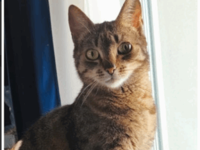 Zaginęła kotka Wrocław