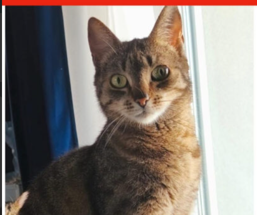 Zaginęła kotka Wrocław