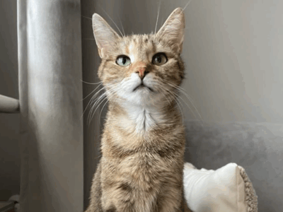 Zaginęła kotka Mirabelka