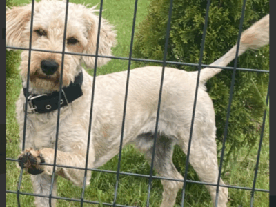 Zaginął piesek Bruno