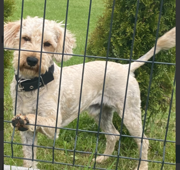 Zaginął piesek Bruno