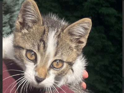 Zaginął kot Skiper w Dobczycach