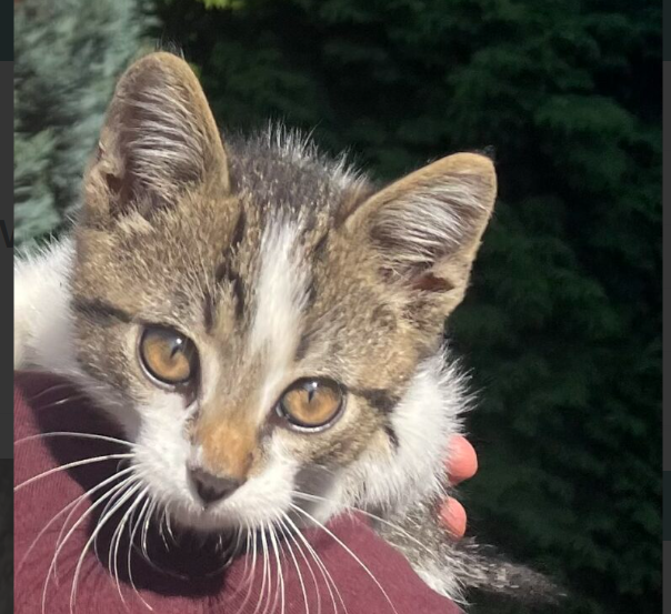 Zaginął kot Skiper w Dobczycach