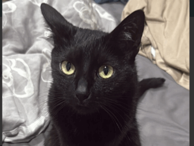 Zaginęła czarna kotka Sosnowiec Pogoń