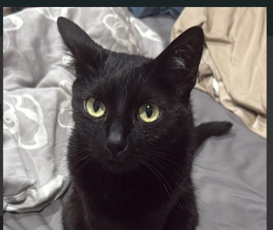 Zaginęła czarna kotka Sosnowiec Pogoń