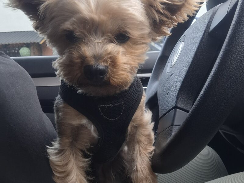 Zaginął ukochany piesek Odi