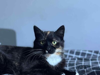 Zaginęła młoda kotka Nutella