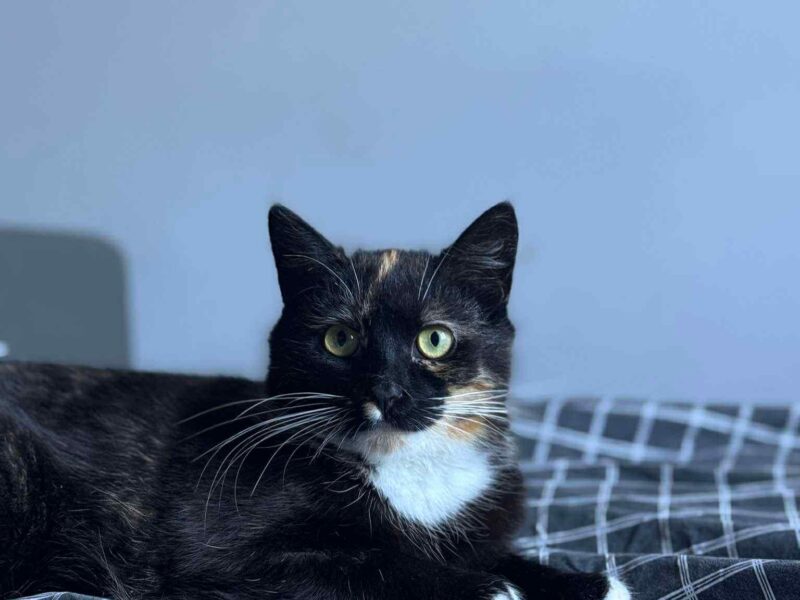 Zaginęła młoda kotka Nutella