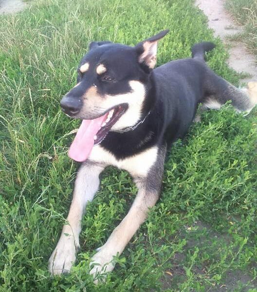 Zaginął piesek Hugo