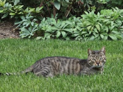 Zaginął kot Miziak