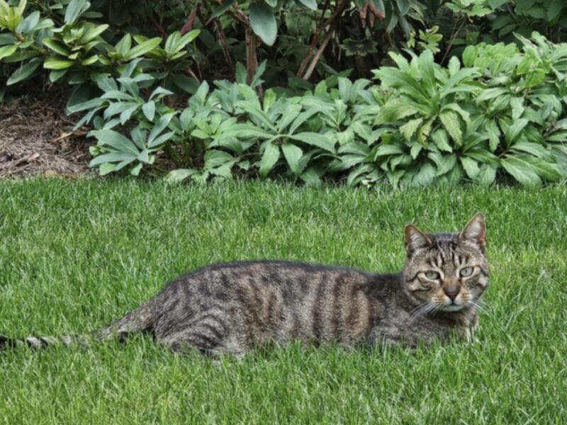Zaginął kot Miziak