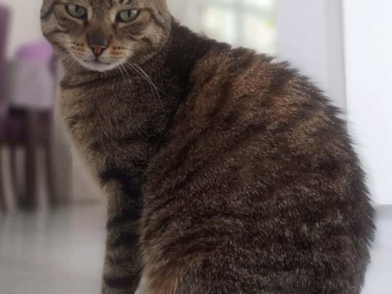 Zaginął kot Miziak