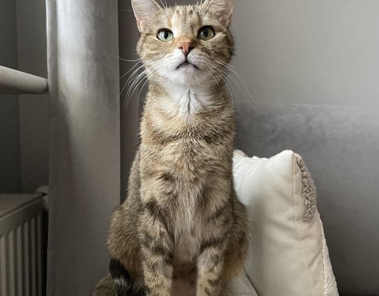 Zaginęła kotka Mirabelka