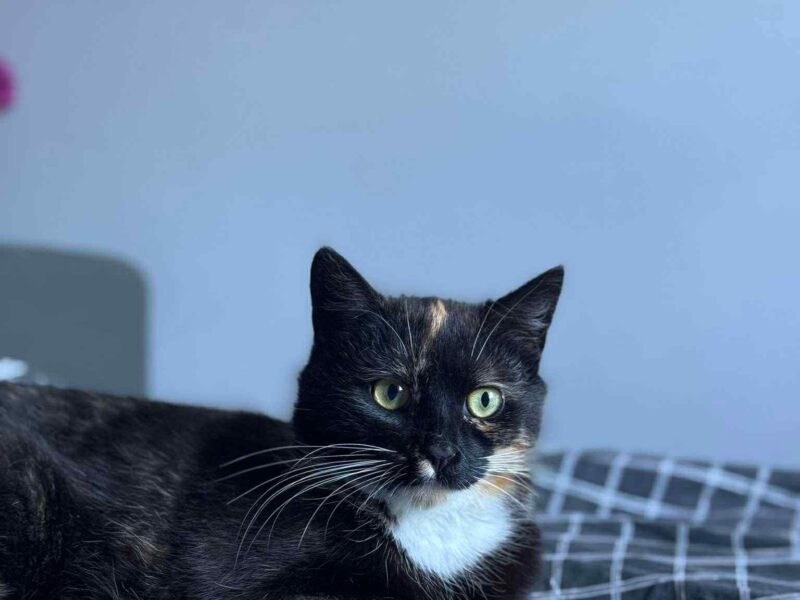 Zaginęła młoda kotka Nutella