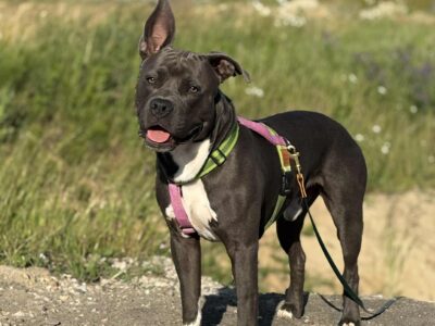 Zaginął piesek Timon