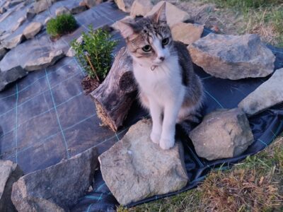 Zaginęła kotka Dejzi