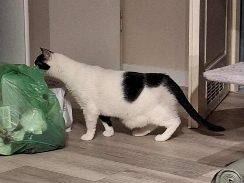 Zaginął kotek Lego - NAGRODA