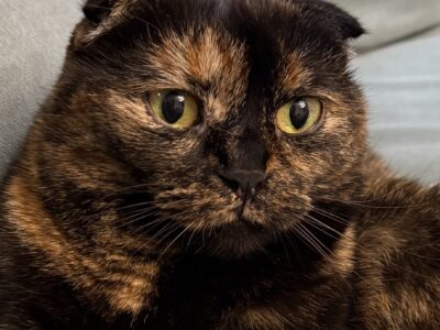 Zaginęła kotka Józefosław