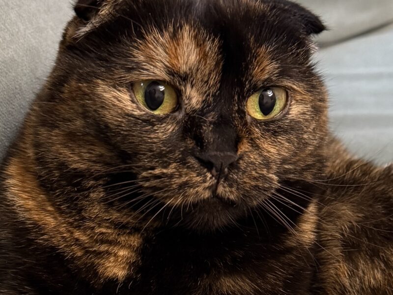 Zaginęła kotka Józefosław