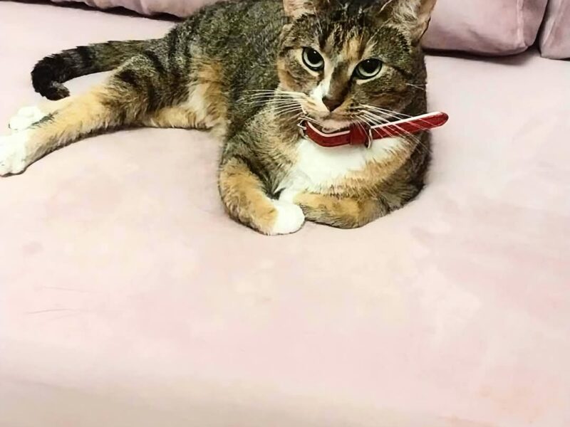 🔴 ZAGINĘŁA KOTKA – RUBI dla znalazcy 1000 zł🔴