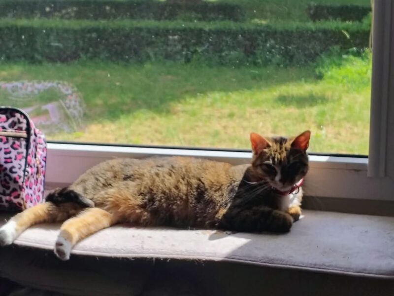 🔴 ZAGINĘŁA KOTKA – RUBI dla znalazcy 1000 zł🔴