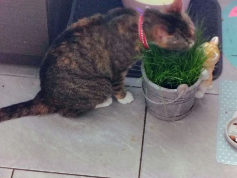 🔴 ZAGINĘŁA KOTKA – RUBI dla znalazcy 1000 zł🔴