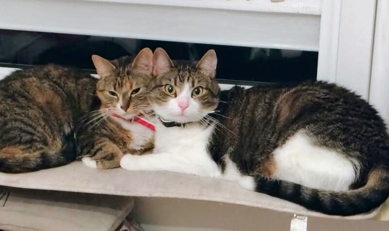 🔴 ZAGINĘŁA KOTKA – RUBI dla znalazcy 1000 zł🔴