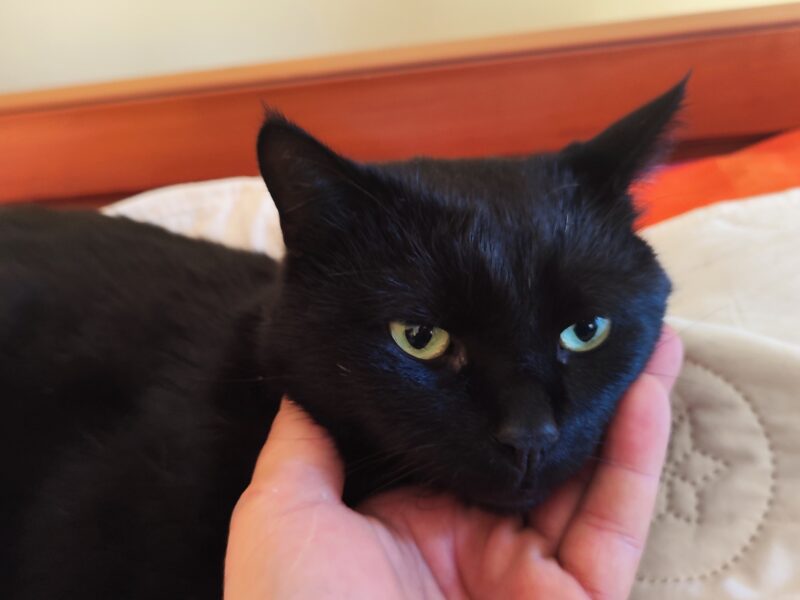 Zaginął kotek Dredzik