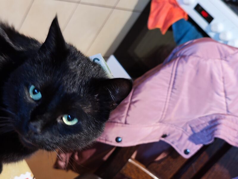 Zaginął kotek Dredzik