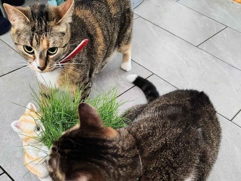 🔴 ZAGINĘŁA KOTKA – RUBI dla znalazcy 1000 zł🔴