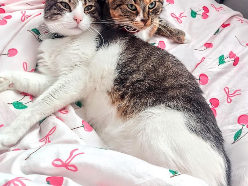 🔴 ZAGINĘŁA KOTKA – RUBI dla znalazcy 1000 zł🔴