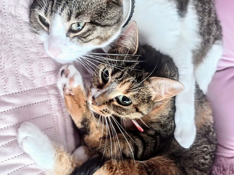 🔴 ZAGINĘŁA KOTKA – RUBI dla znalazcy 1000 zł🔴