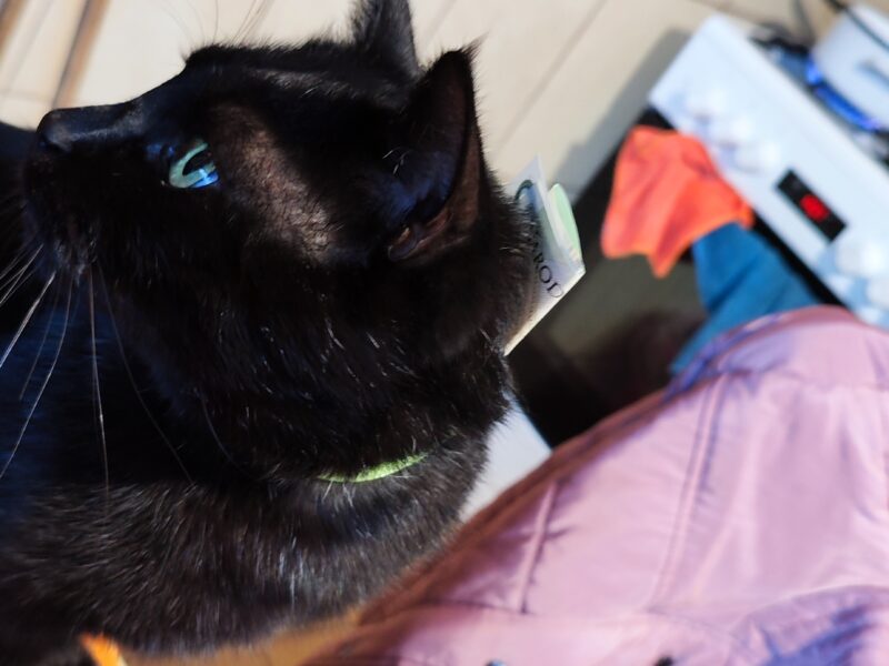 Zaginął kotek Dredzik