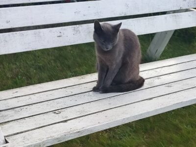 Zaginęła szara koteczka Kolisia