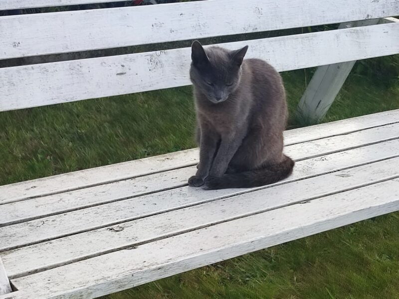 Zaginęła szara koteczka Kolisia