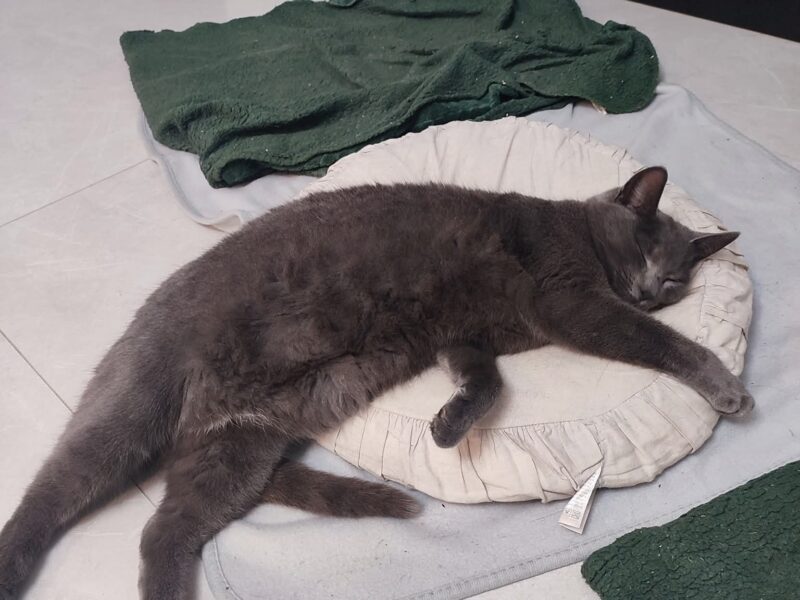 Zaginęła szara koteczka Kolisia