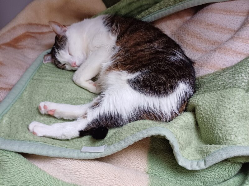 Zaginęła kotka Nela