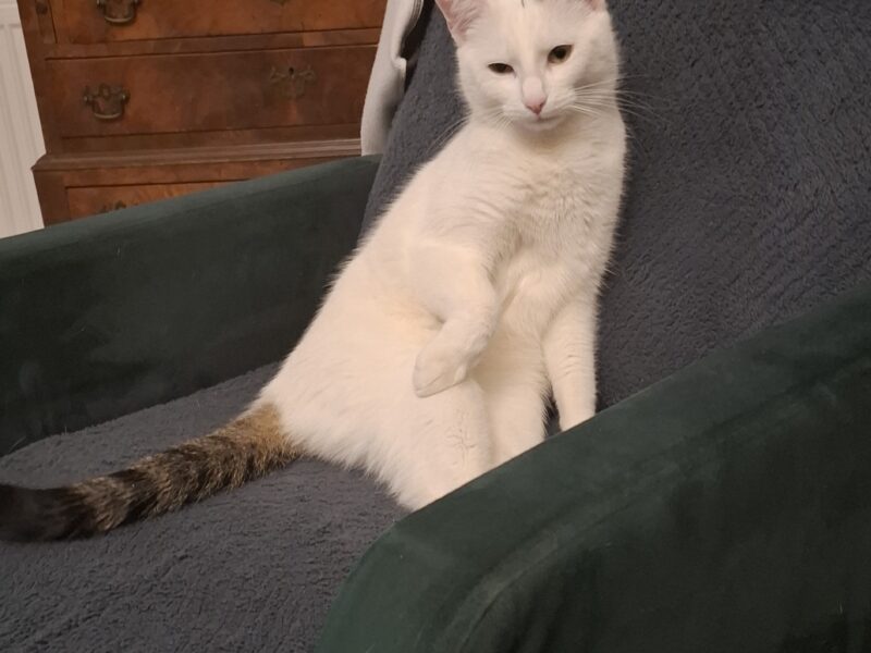 Zaginął kotek Zdzisiu