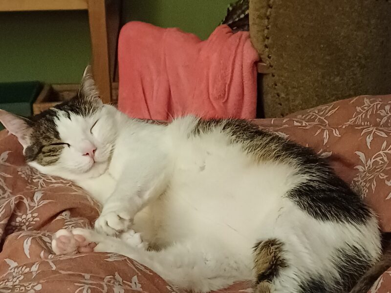 Zaginęła kotka Nela