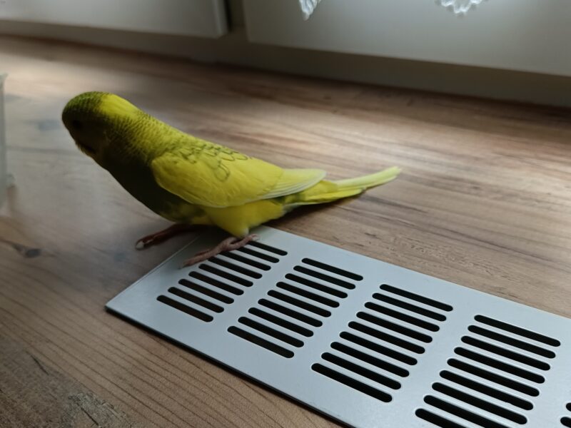 Zaginęły Papugi Faliste