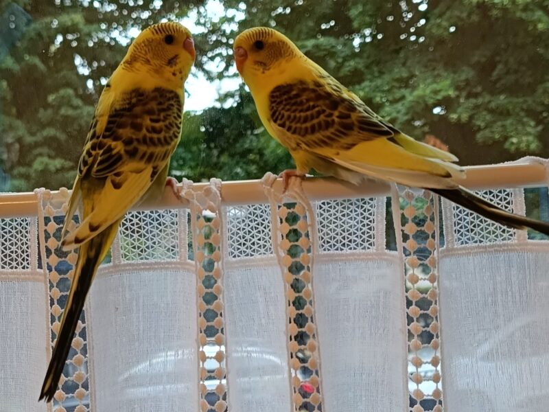 Zaginęły Papugi Faliste