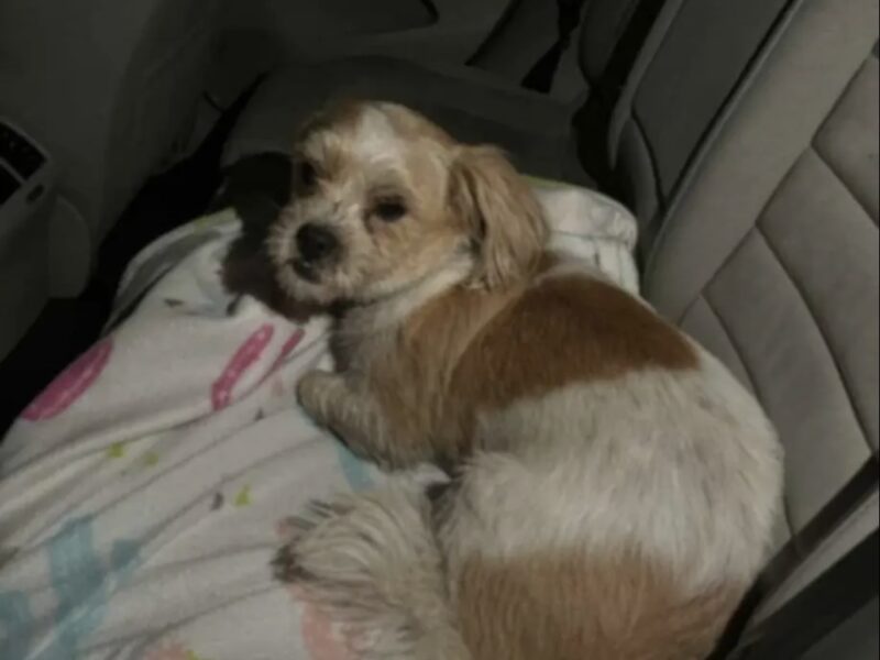 Zaginął pies Karmel