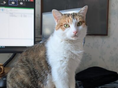 Zaginęła kotka Melinda