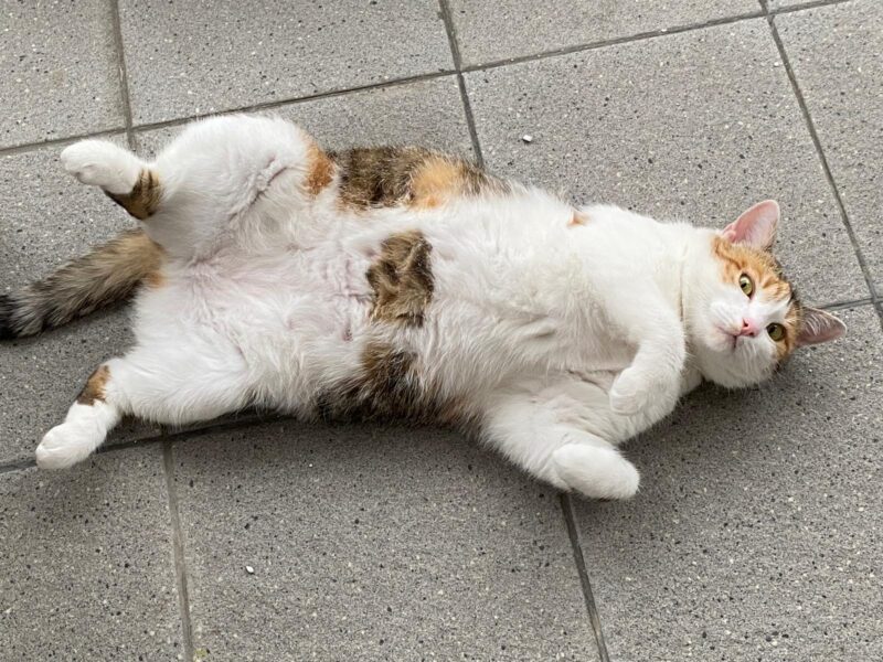 Zaginęła kotka Melinda