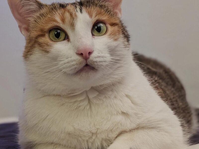 Zaginęła kotka Melinda