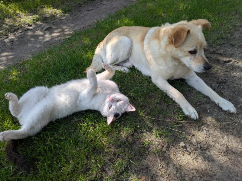 Zaginął piesek Jasiek