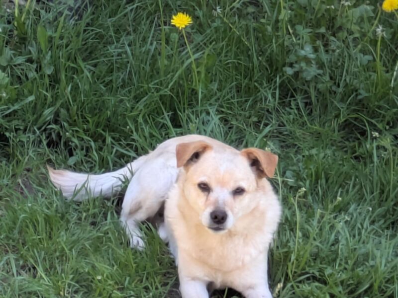 Zaginął piesek Jasiek