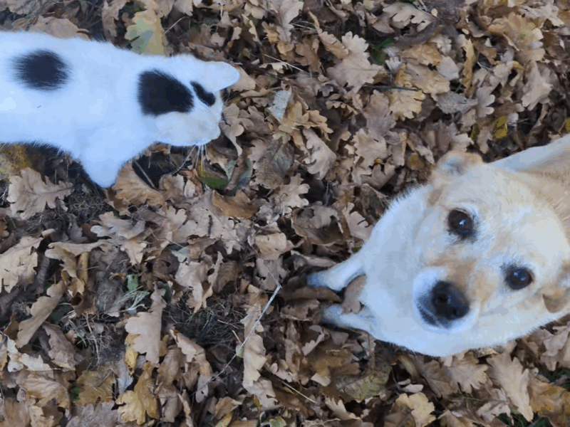 Zaginął piesek Jasiek