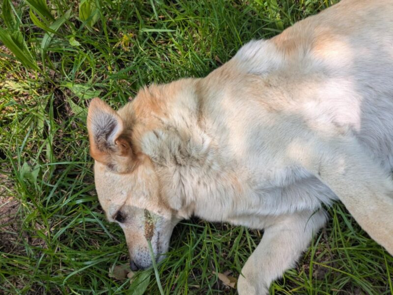 Zaginął piesek Jasiek