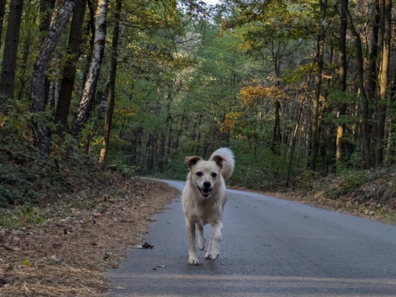 Zaginął piesek Jasiek